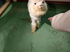 -藦茜花园宠物主题亲子互动体验馆(国顺东路店)