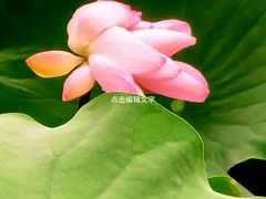 -龙头寺公园
