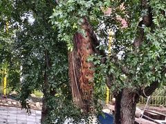 -丽泽山庄·生态怀柔菜·虹鳟鱼(红螺寺店)