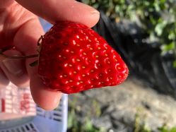 -蓝呗呗蓝莓草莓采摘园(通州区马驹桥店)