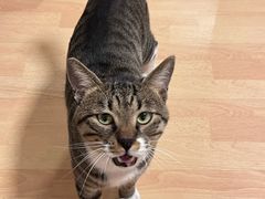 -可蒙动物医院·猫科·骨科中心(首义路店)