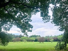 -上海共青森林公园