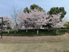 -径山花海