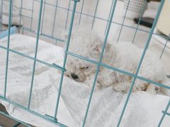 -佳雯宠物医院·皮肤科·内外科(春晓路分院)