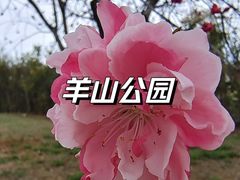 -羊山湖公园