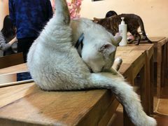 -李小姐の猫咖啡馆(五角场店)