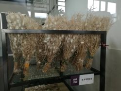 -太湖雪蚕桑文化园