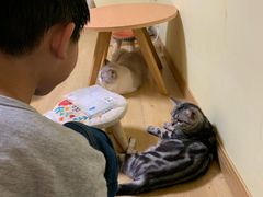 -Meowの猫咖(万家丽店)