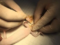 -瑞派·关忠动物医院·异宠专科·犬猫肿瘤·皮肤专科(望京店)