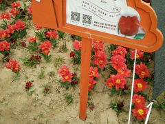 -荷兰花海