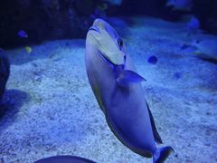 -瑞普利水族馆