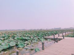 -焦岗湖旅游度假区