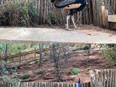 -青藏高原野生动物园