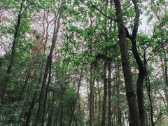 -铁山坪森林公园