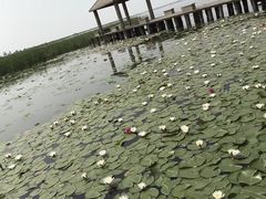 -哈素海
