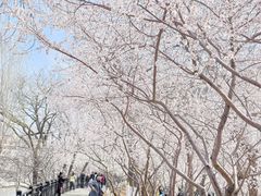 -桃花堤公园