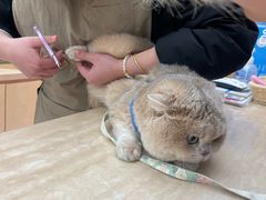 -帕帕拉兹宠物(亚洲旗舰店)