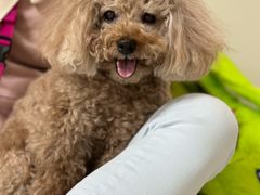 -美联众合动物医院·24h京西诊疗中心