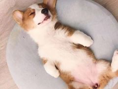 -浣熊柯尔鸭土拨鼠·电玩咖