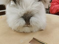 -鑫艺宠物美容培训学校