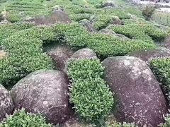 -文雅轩茶叶(锦和越界田林坊店)