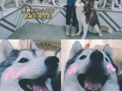 -星多哈·狗咖·拼豆·咖啡