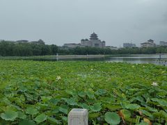 -莲花池公园