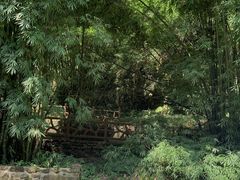 -芦沟竹海
