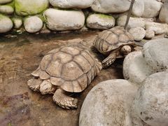 -南宫五洲植物乐园