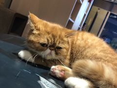 -瞄一喵猫咖(格力海岸店)