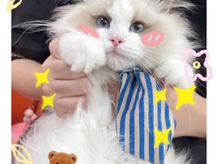 -lincat·猫舍(广州店)