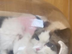 -美联众合动物医院·24h京西诊疗中心
