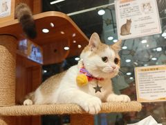 -欣宠猫屋·矮脚拿破仑·蓝金金渐层