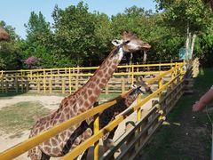 -西霞口神雕山野生动物世界
