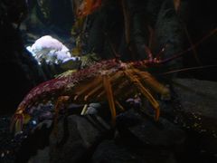 -悉尼海洋生物水族馆