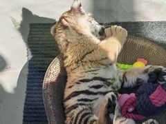 -大连森林动物园