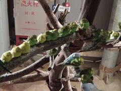 -正佳雨林生态植物园
