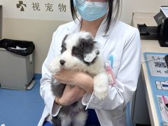 -全心全意动物诊疗中心医院(北苑店)
