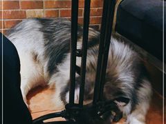 -more than meow吴止猫主题餐厅(承德 中船汇店)