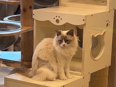 -有喵·猫咖·狗咖·30几只猫10只小狗(岗厦店)