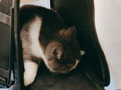 -萌兽医馆·犬猫专科·眼科中心·宠物医院(朝阳门分院)