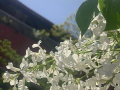-妙峰山风景名胜区