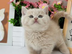 -小猫来了·猫舍(红山六九七九店)