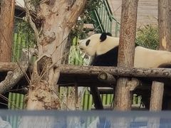 -武汉动物园