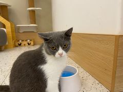 -猫域·湾主题猫咖·宠物吧(南坪城市广场店)