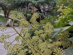 -曲江春晓苑