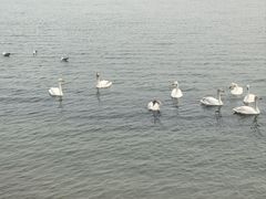 -烟墩角天鹅湖
