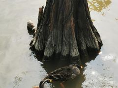 -海珠湖公园