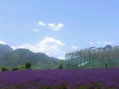 -曲江薰衣草庄园