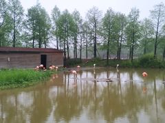 -宁波杭州湾国家湿地公园